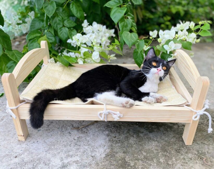 Wooden pet bed with a cat resting on it