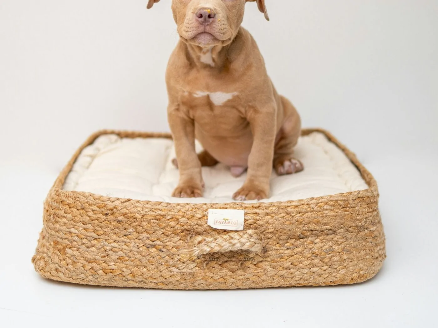A dog lying on a WINVN INT wood-frame pet bed
